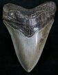 Top Quality Megalodon Tooth #7273-2